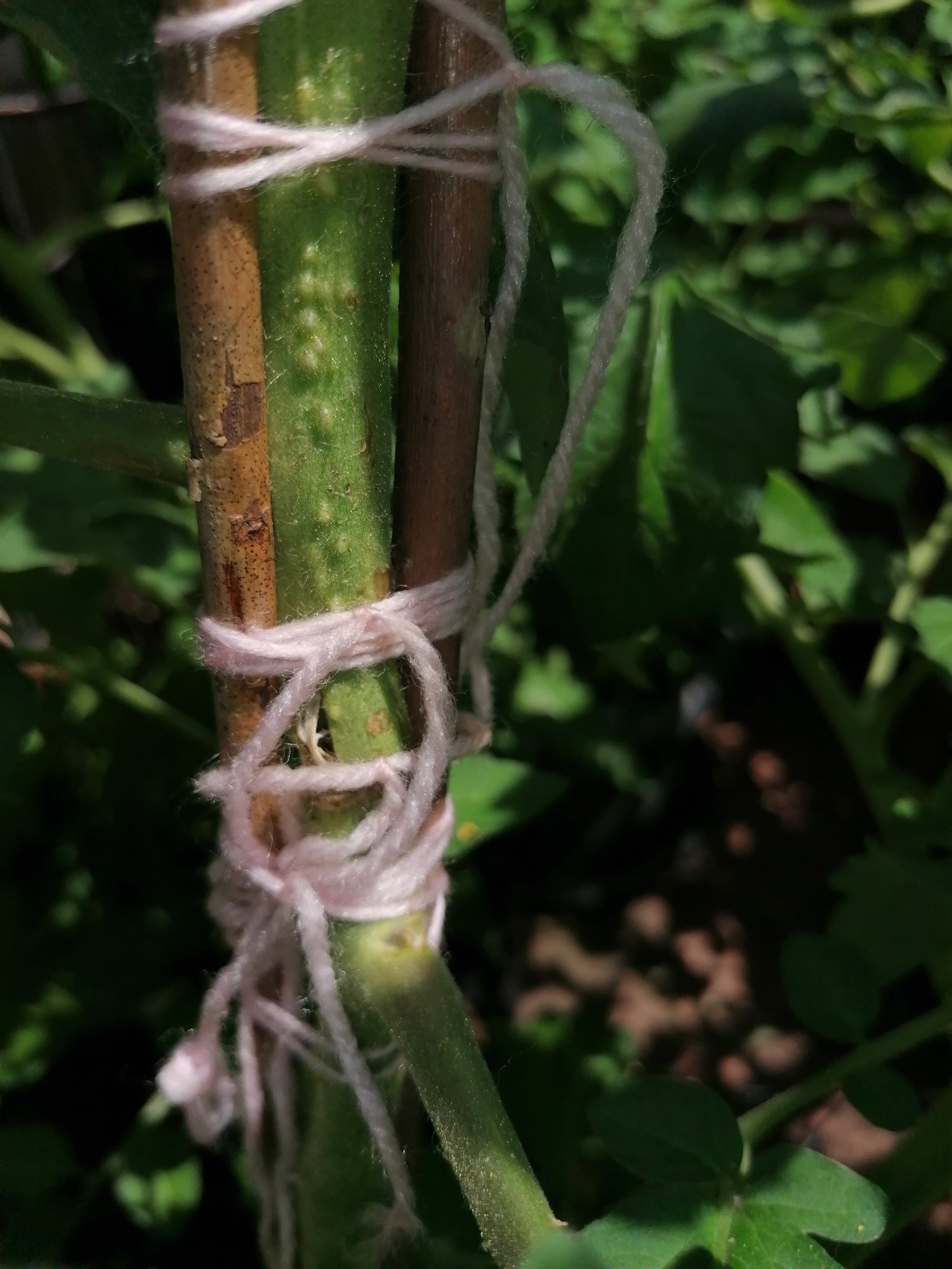 Tomatenwelke Hausgarten Net