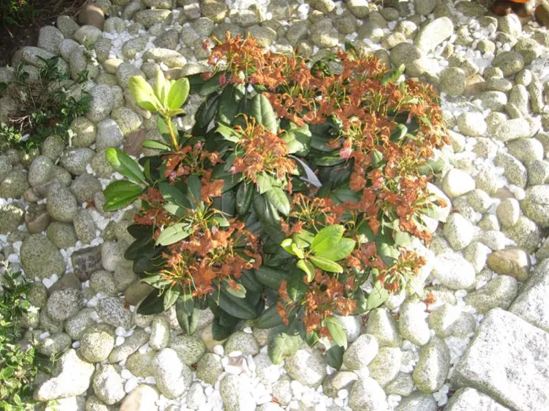 Rhododendron verblüht ??? Was tun ???