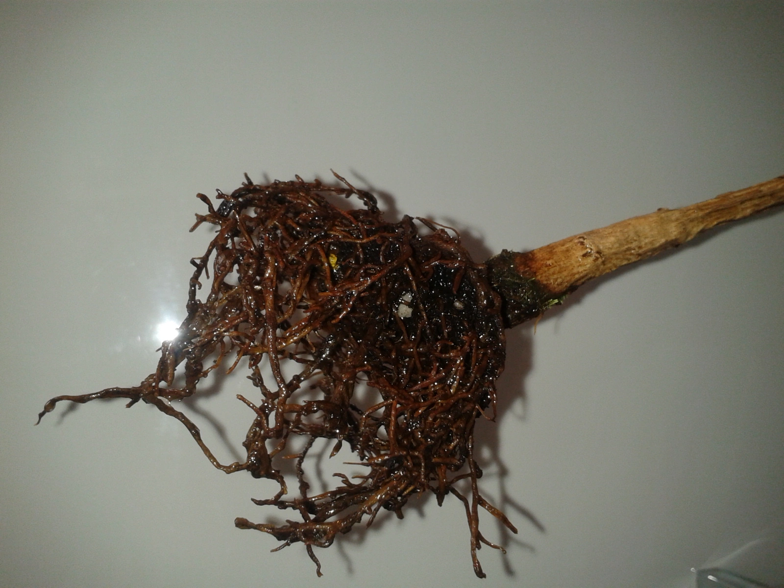 GinkgoSteckling noch zu retten?