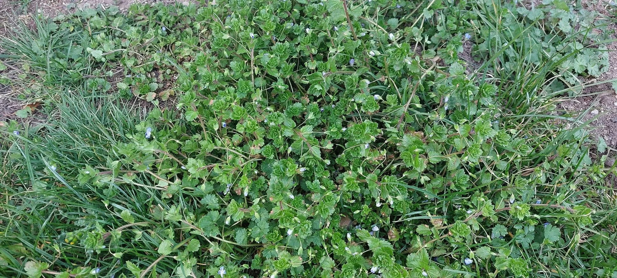 Unkraut (?) im Rasen