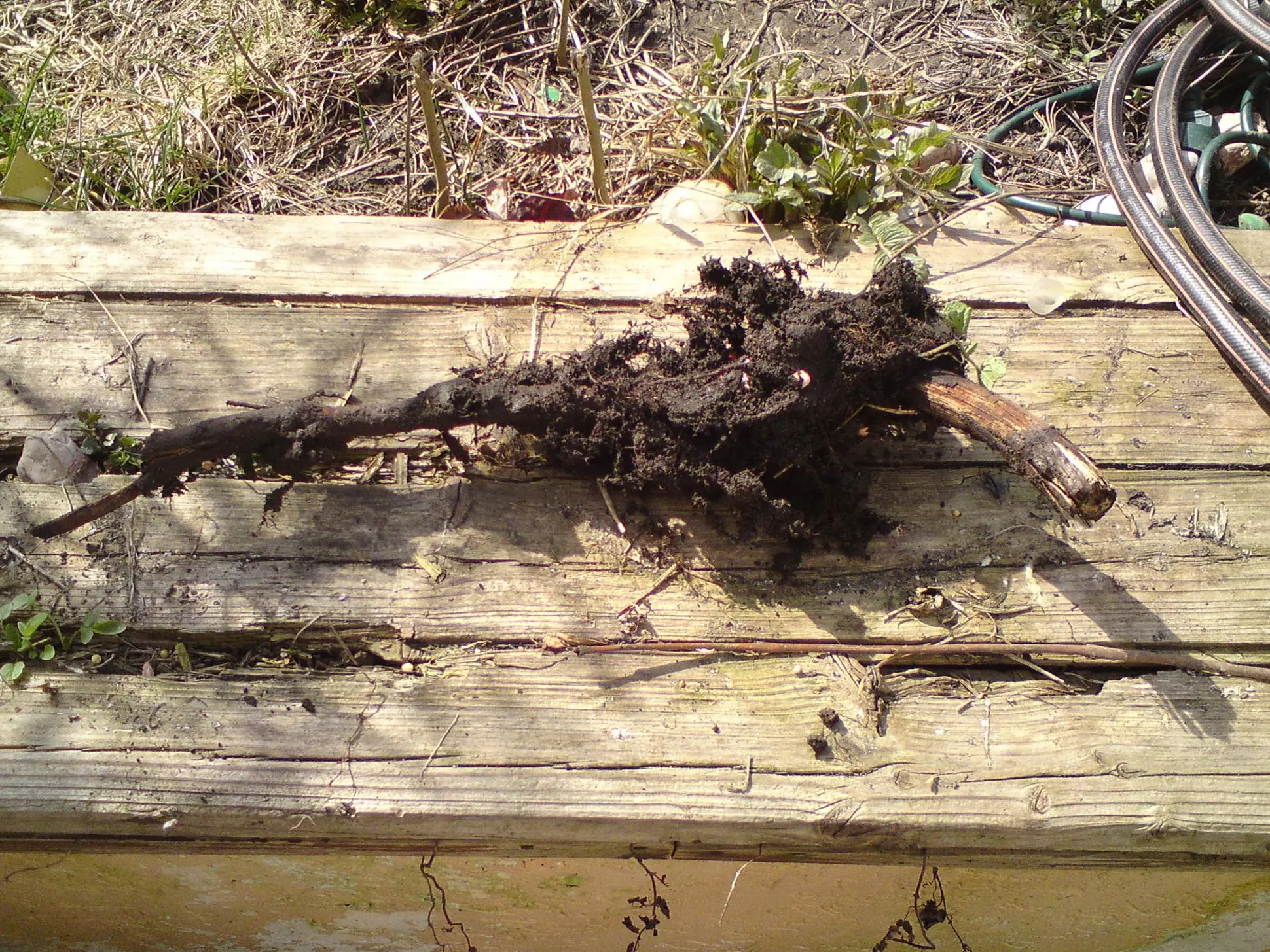 bambus rhizom bekommen: wie rum in die erde stecken? - Hausgarten.net