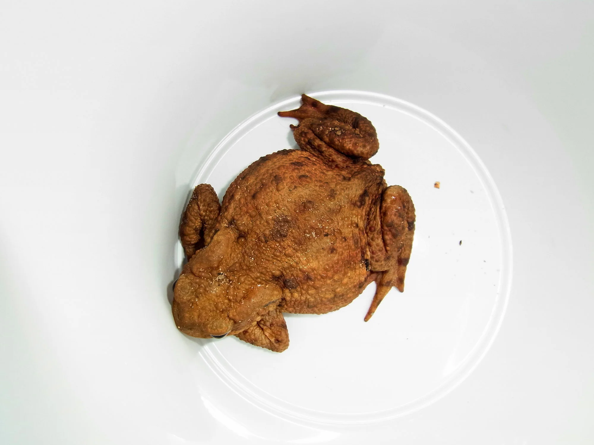 001.webp