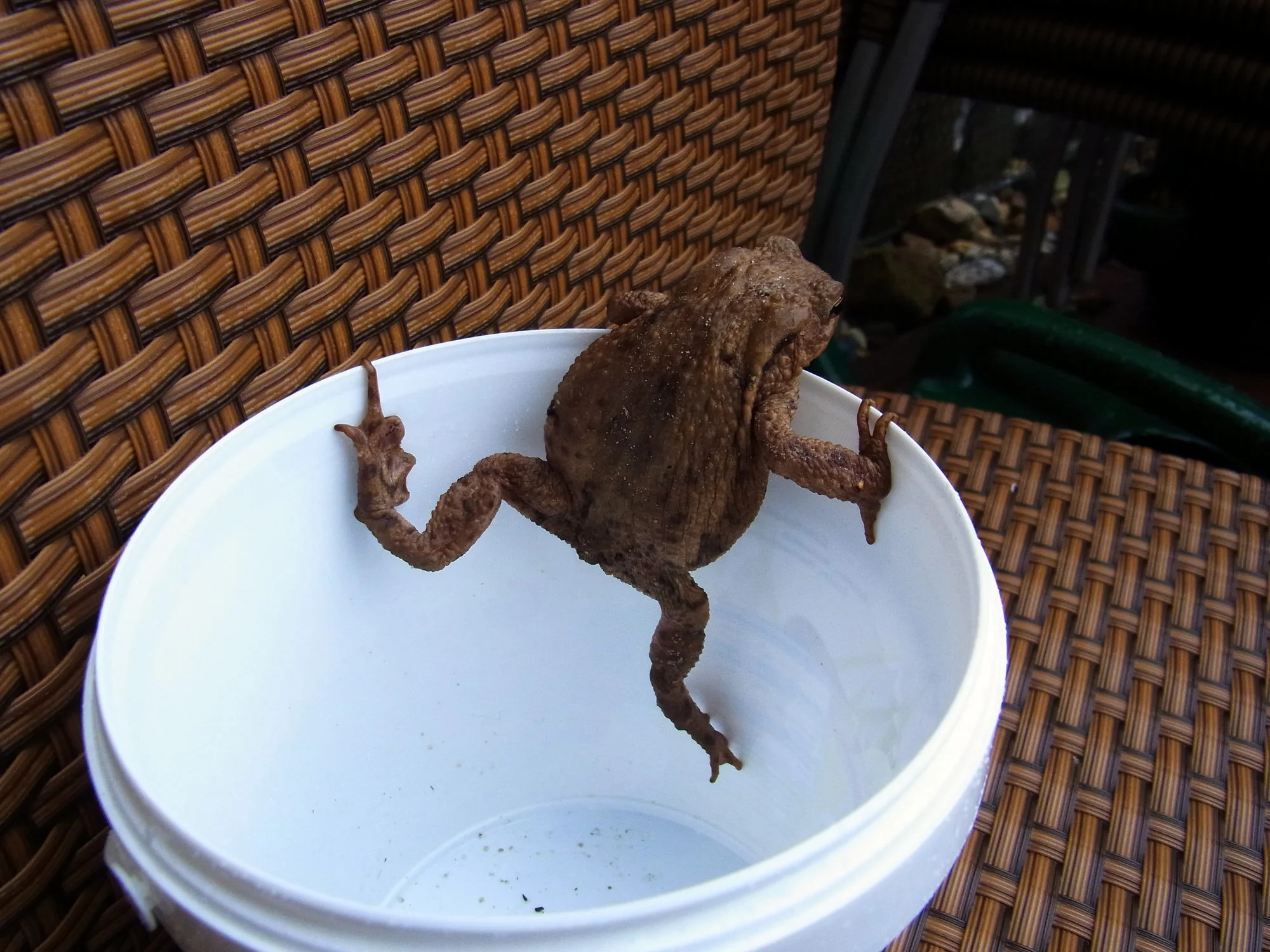 003.webp