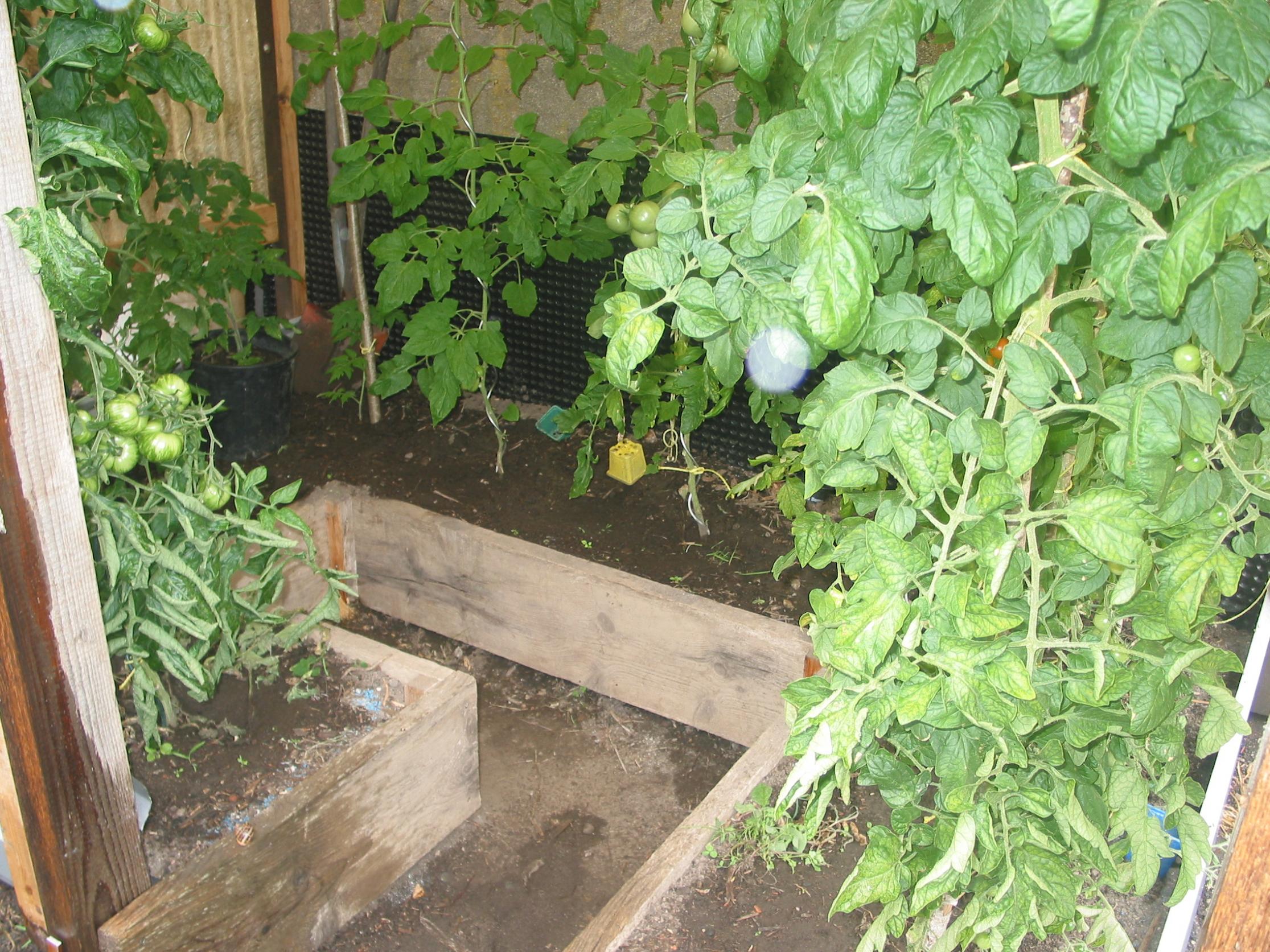 Welche Erde für Tomaten