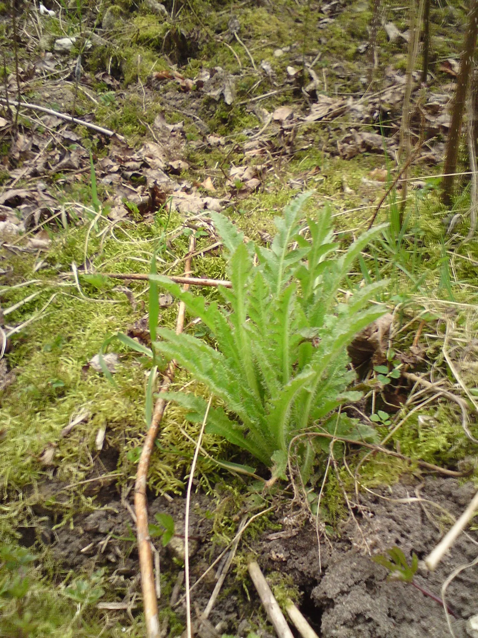 hexengarten staude nr3 was ist das?