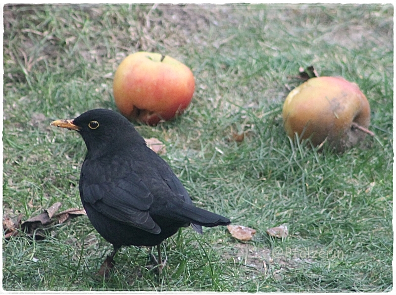 01 Januar 2024 12 5 Amsel.webp