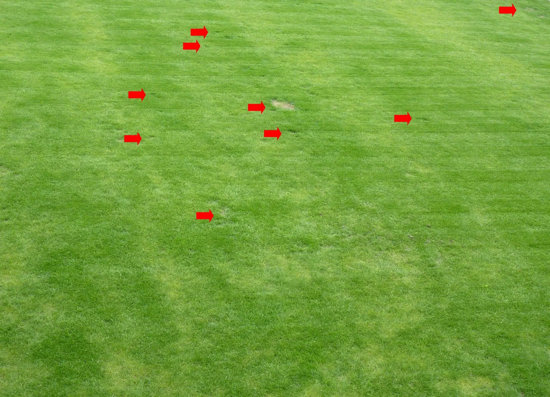 Nach dem Winter sind punktuel kahle Stellen im Rasen