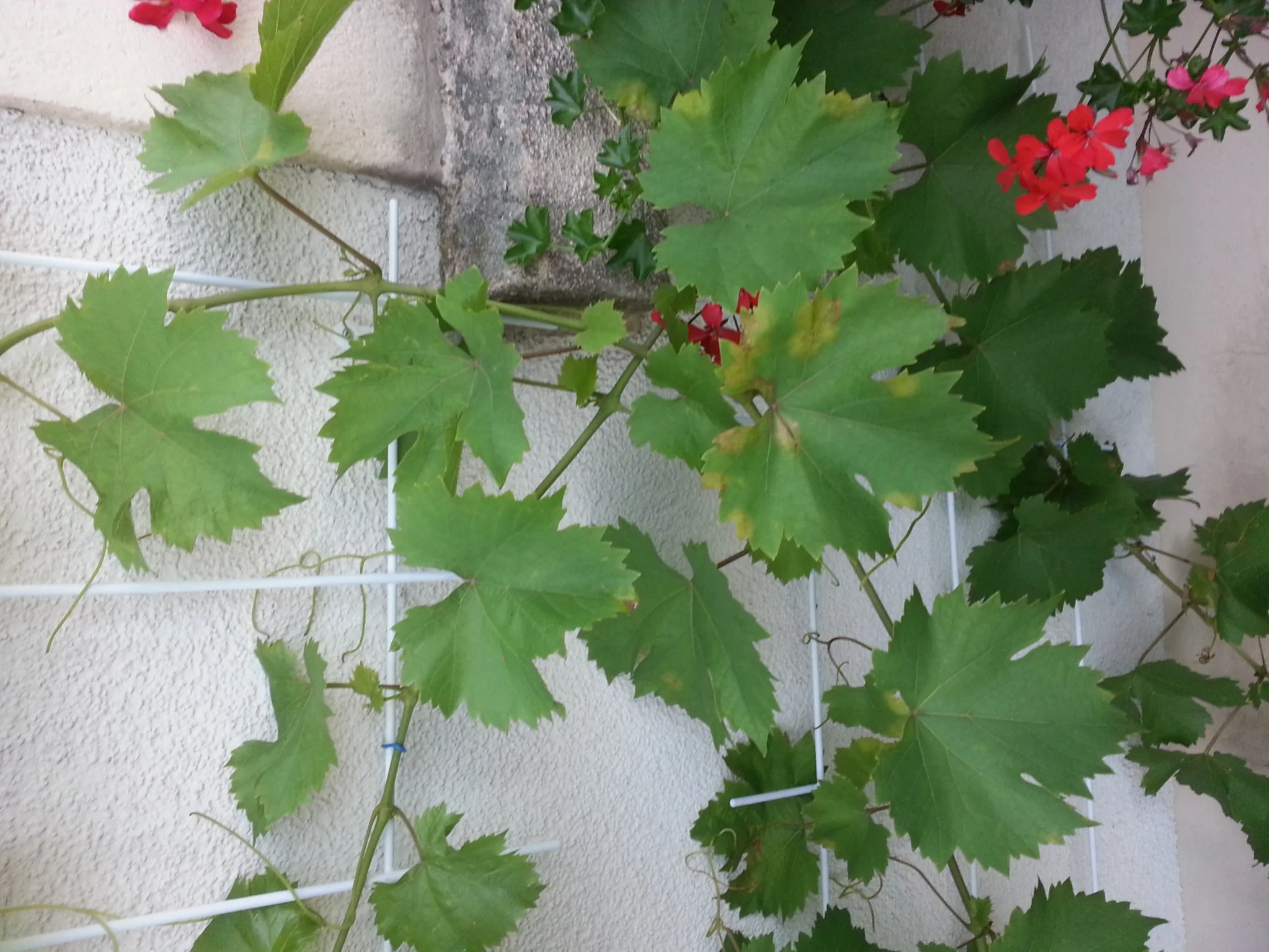 Weinblätter werden rot/gelb wo liegt das Problem?