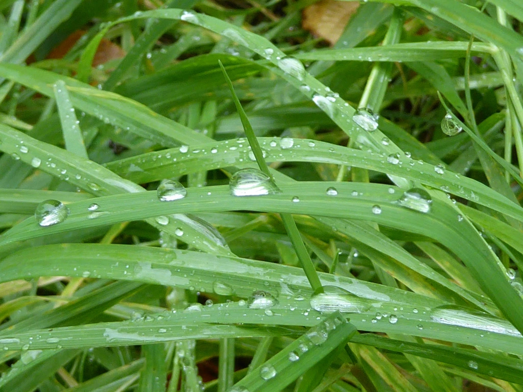 026.webp