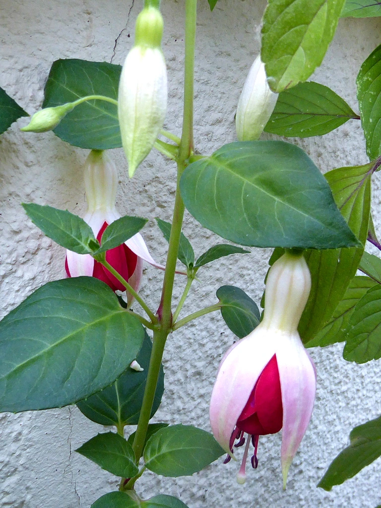 030.webp