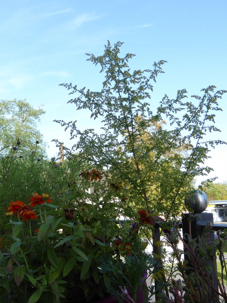 030.webp