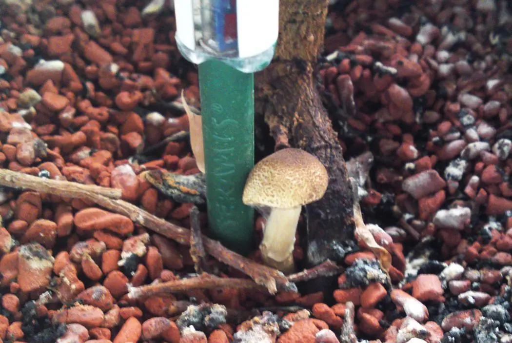 Der Pilz im Blumentopf