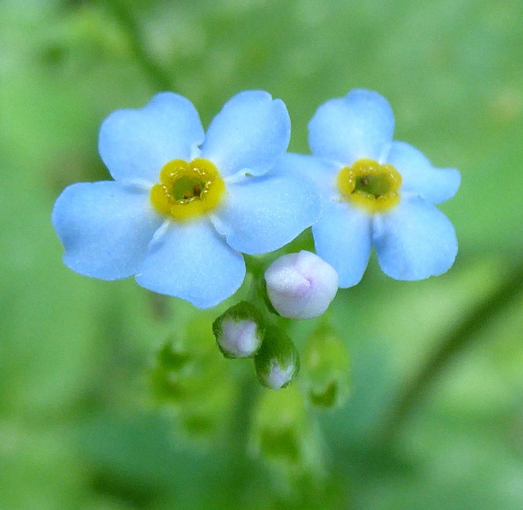 040.webp