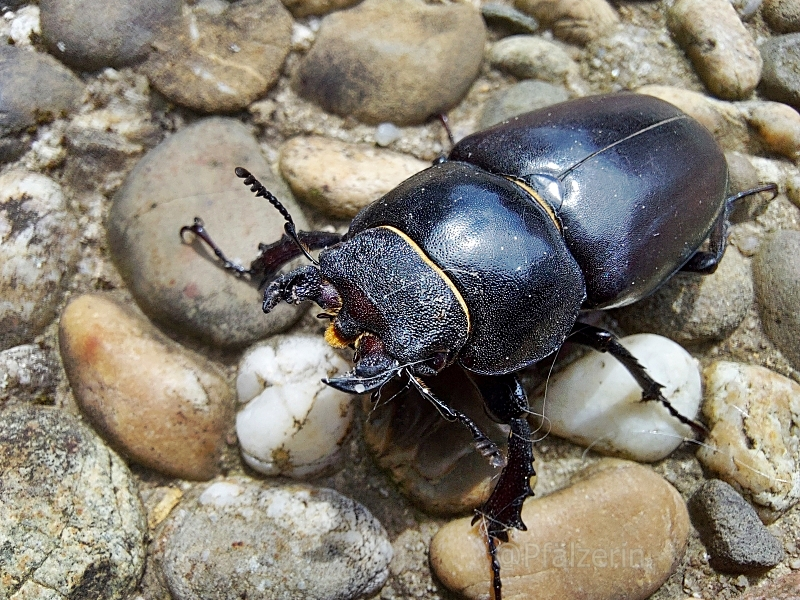 06 Hirschkäfer Weibchen 1.webp