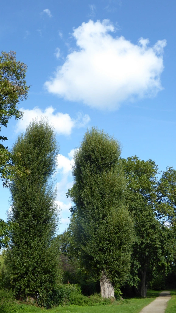 063.webp