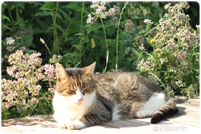 07 Finn im Garten 1.webp