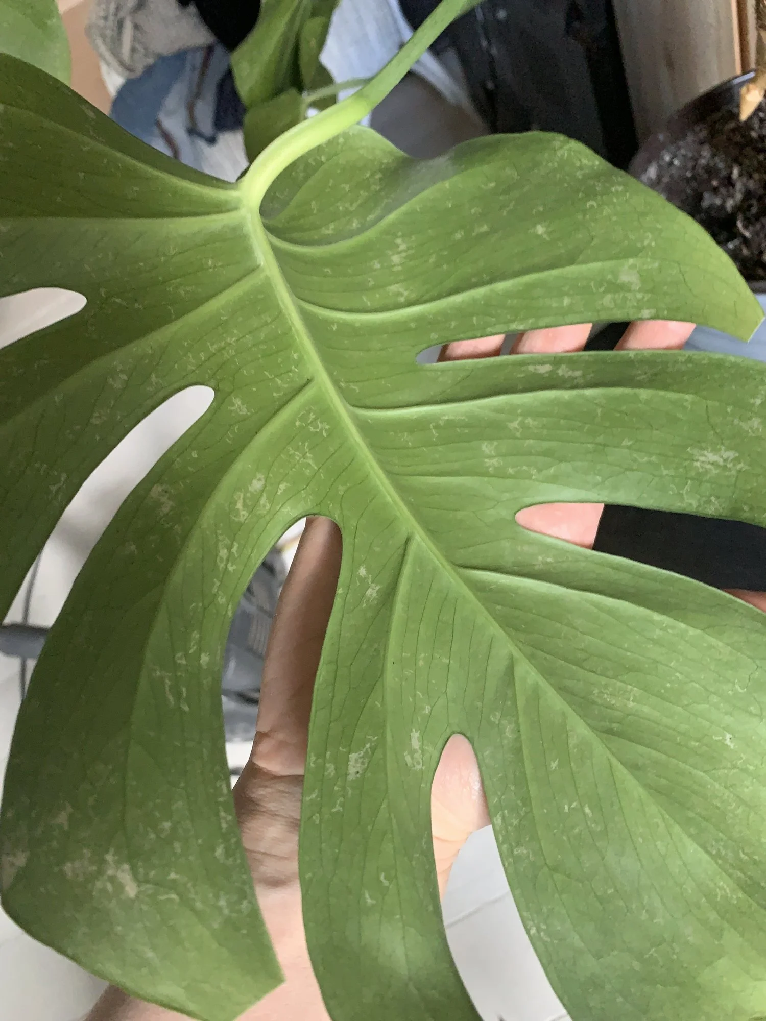 Monstera überall helle Flecken auf Rückseite