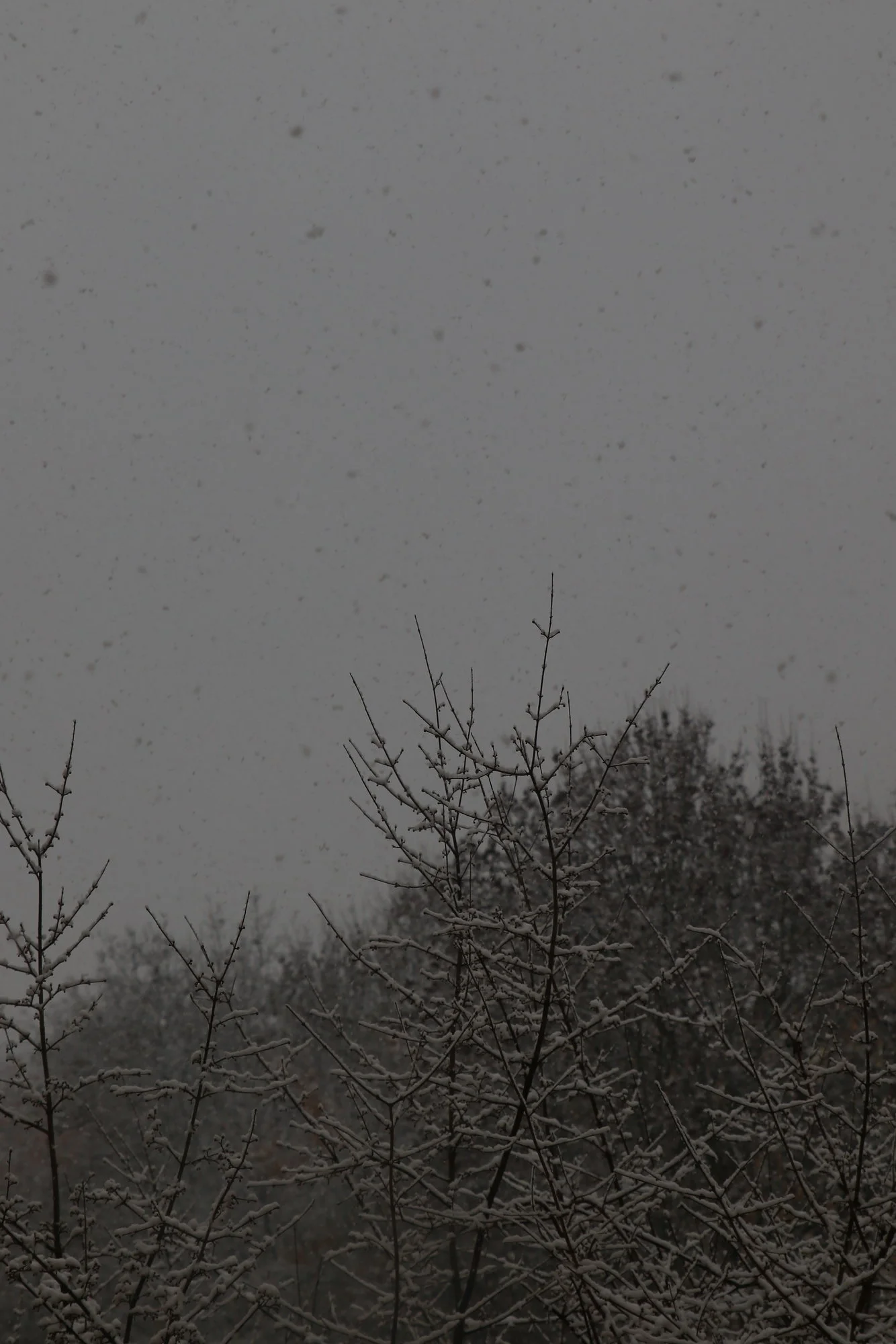 0M3A4195[1].webp