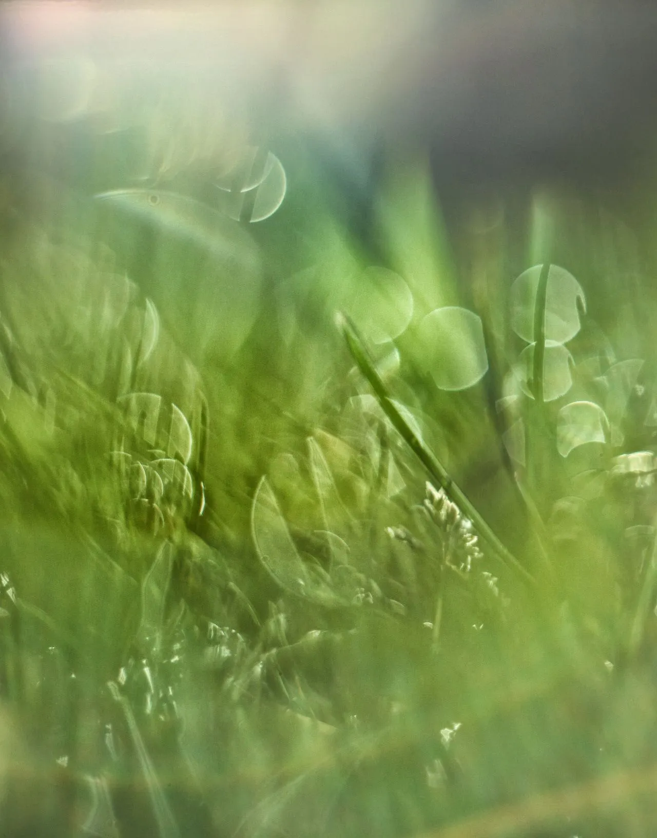 0M3A6619.webp