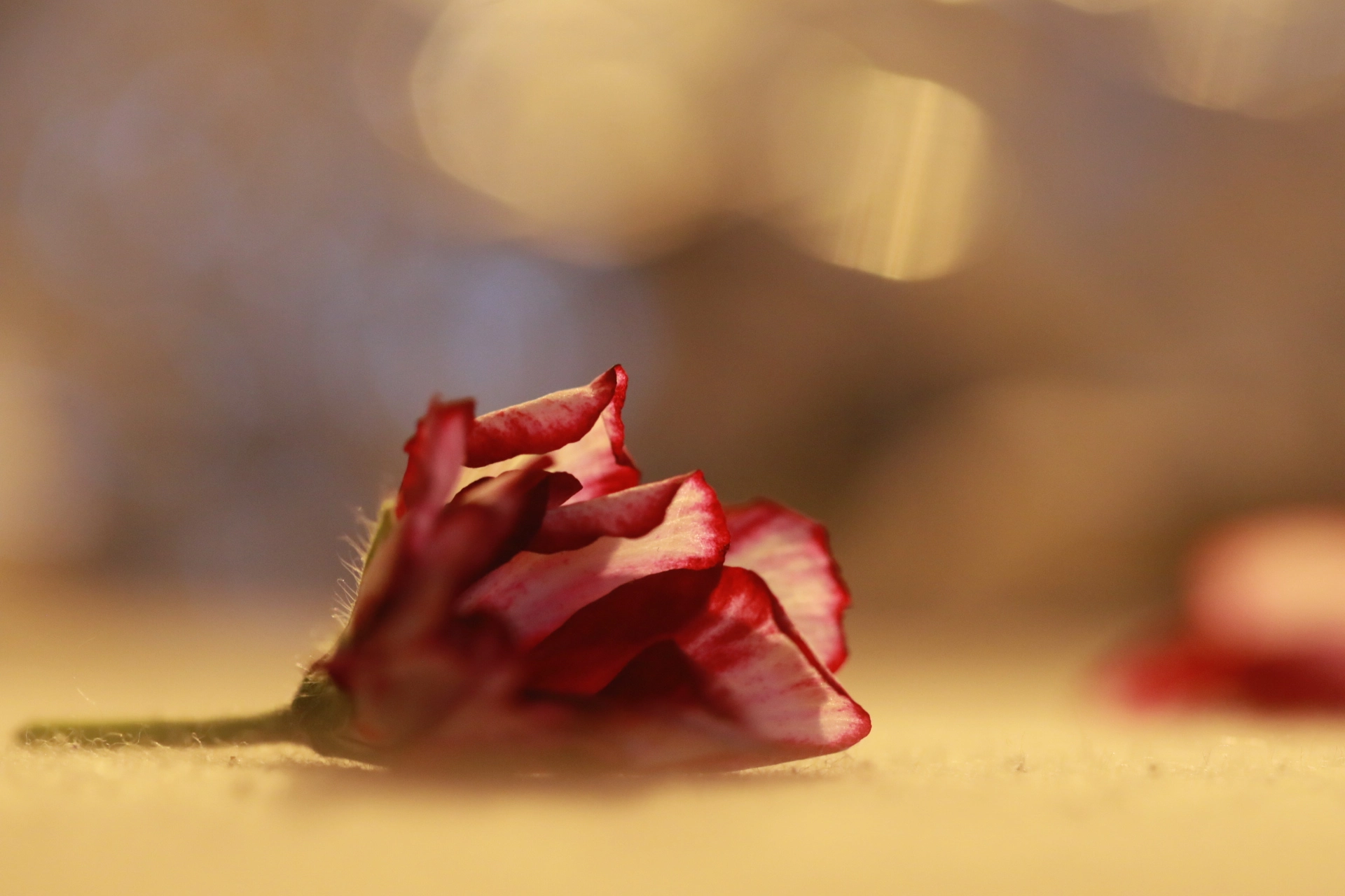 0M3A8288.webp