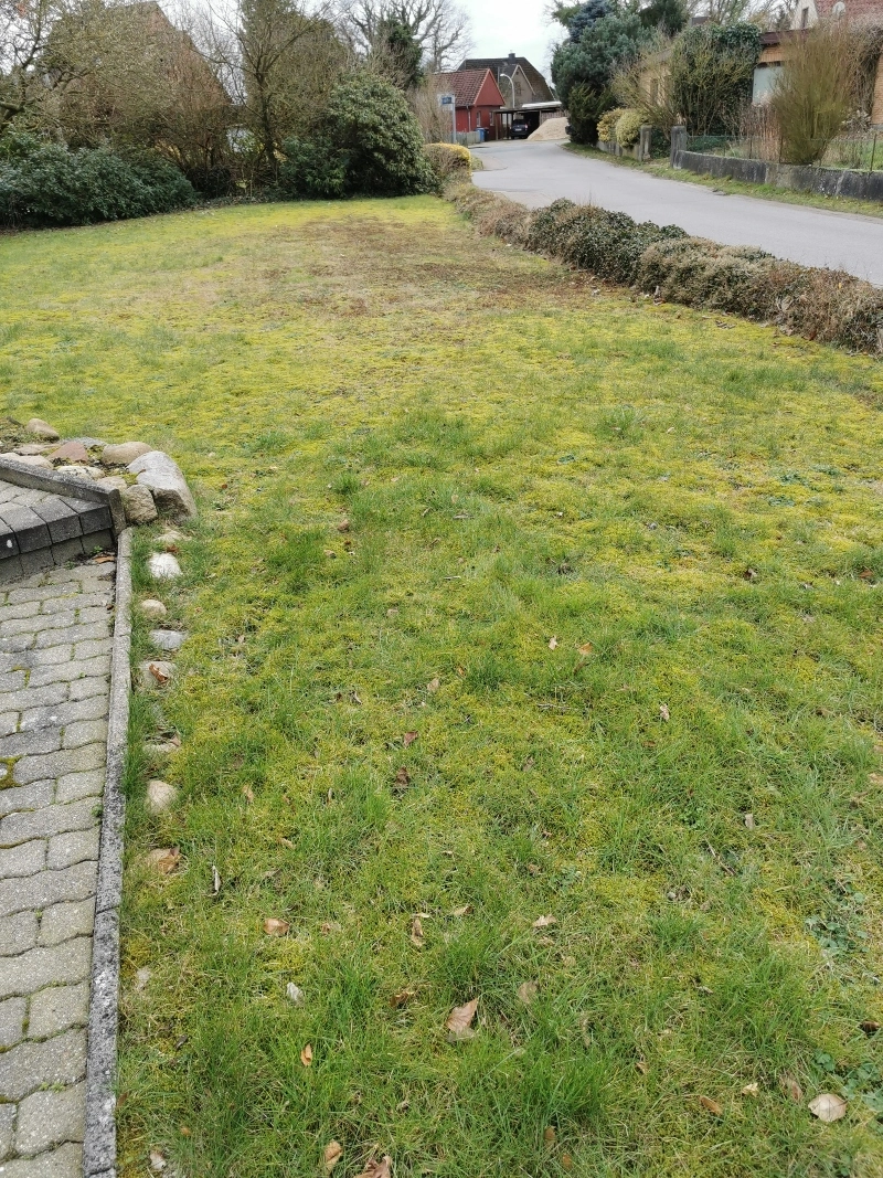 RasenNeuanlage mit viel Moos und Unkraut