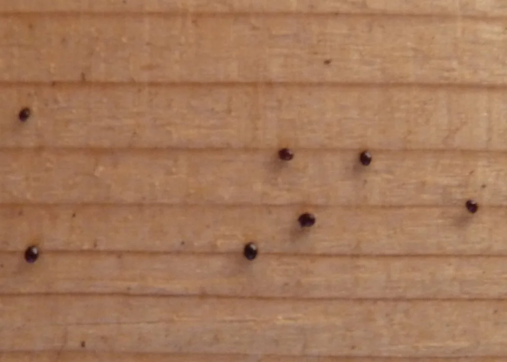 Kleine schwarze Punkte im Holz es werden immer mehr...