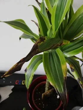 Drachenbaum braune Blätter