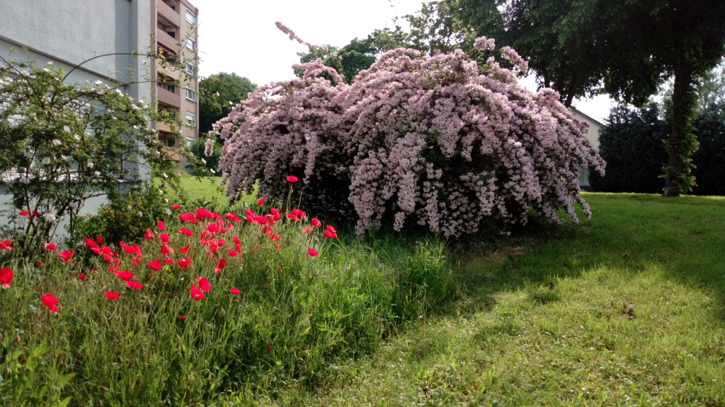 [1]Kolkwitzia.jpg