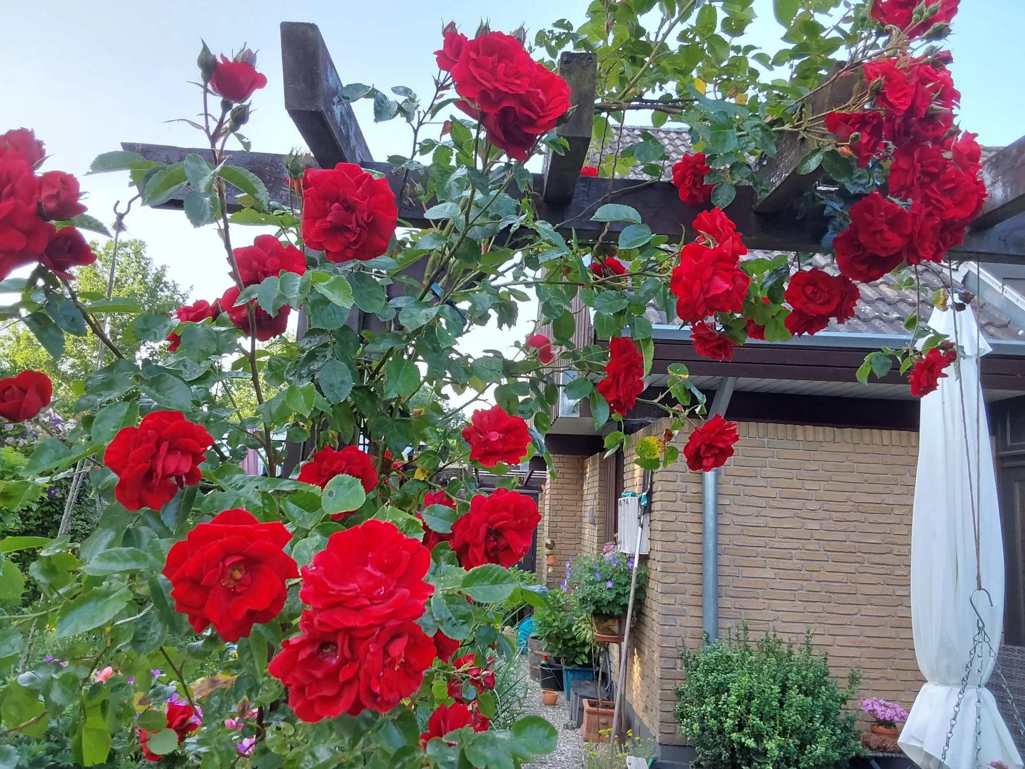1000000213.webp