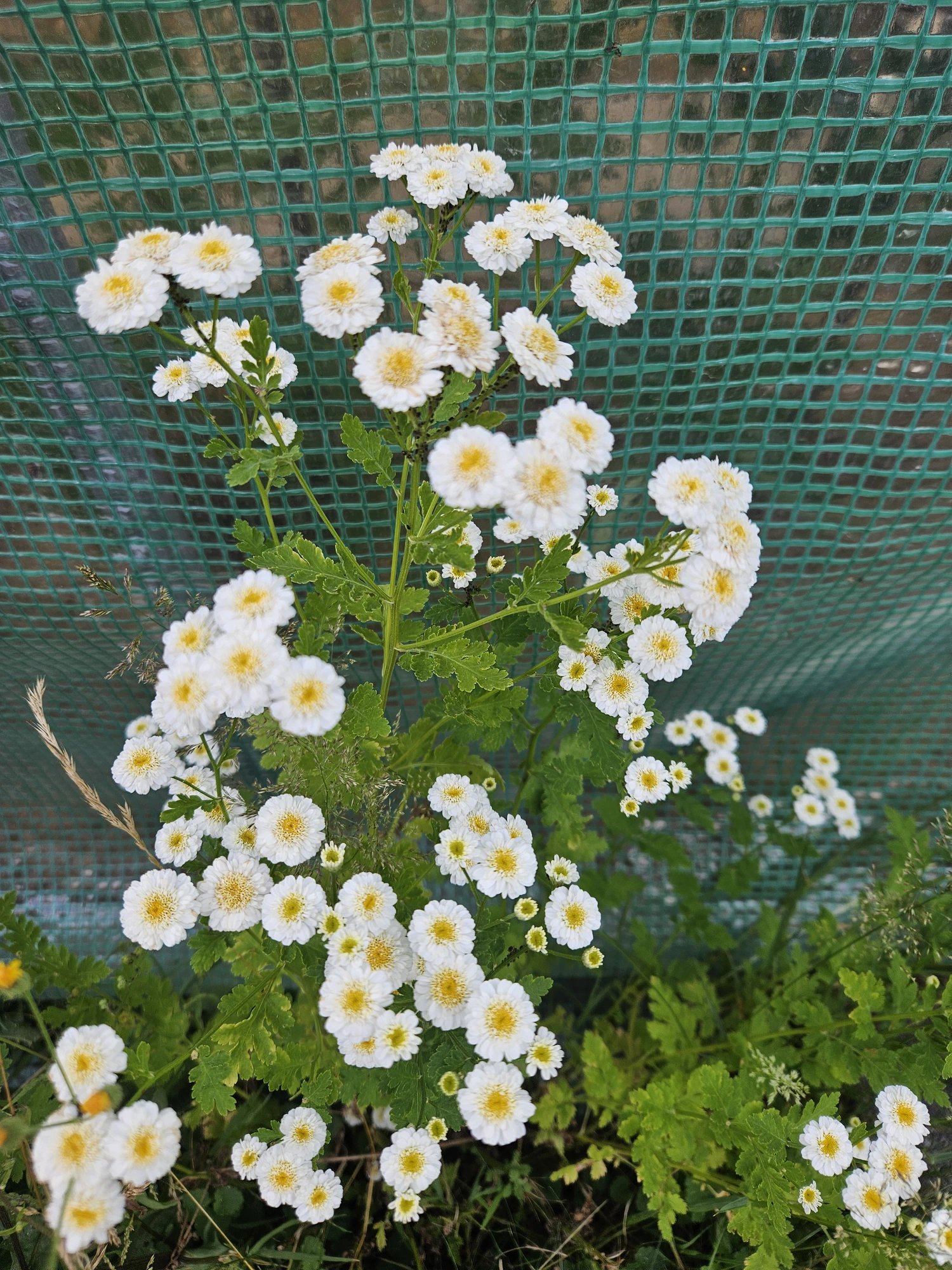 1000042099.webp