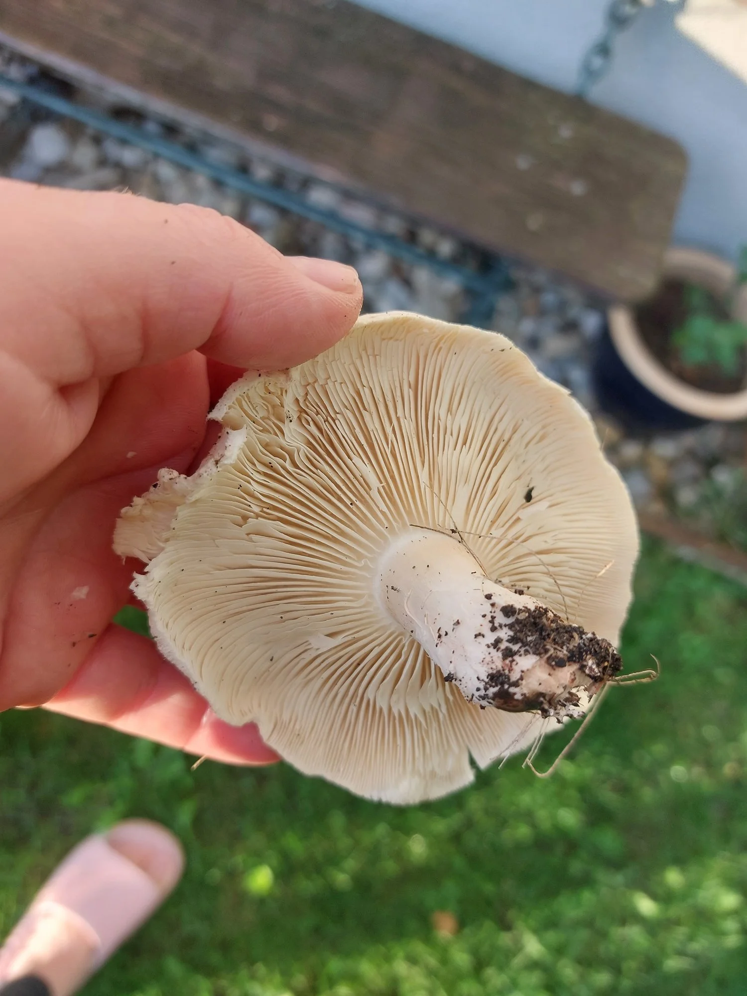 Pilze im Hochbeet