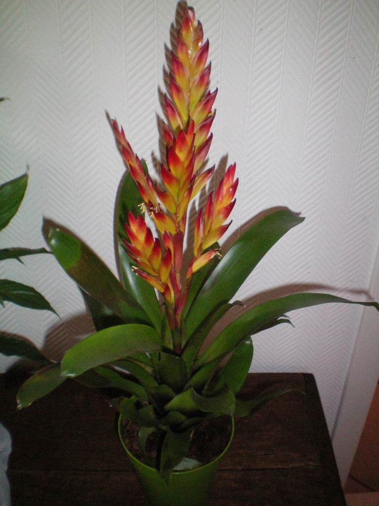 geigenfeige ficus Ficus Lyrata (Geigenfeige) – Foliage Dreams