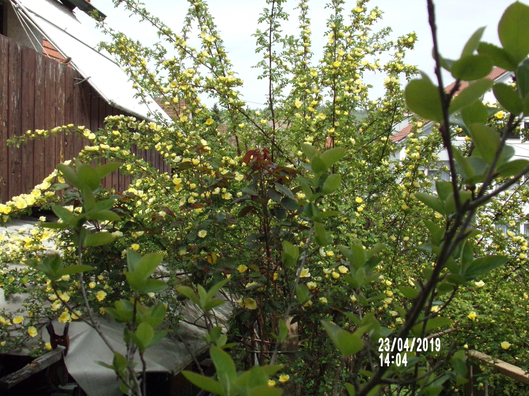 100_0475.webp