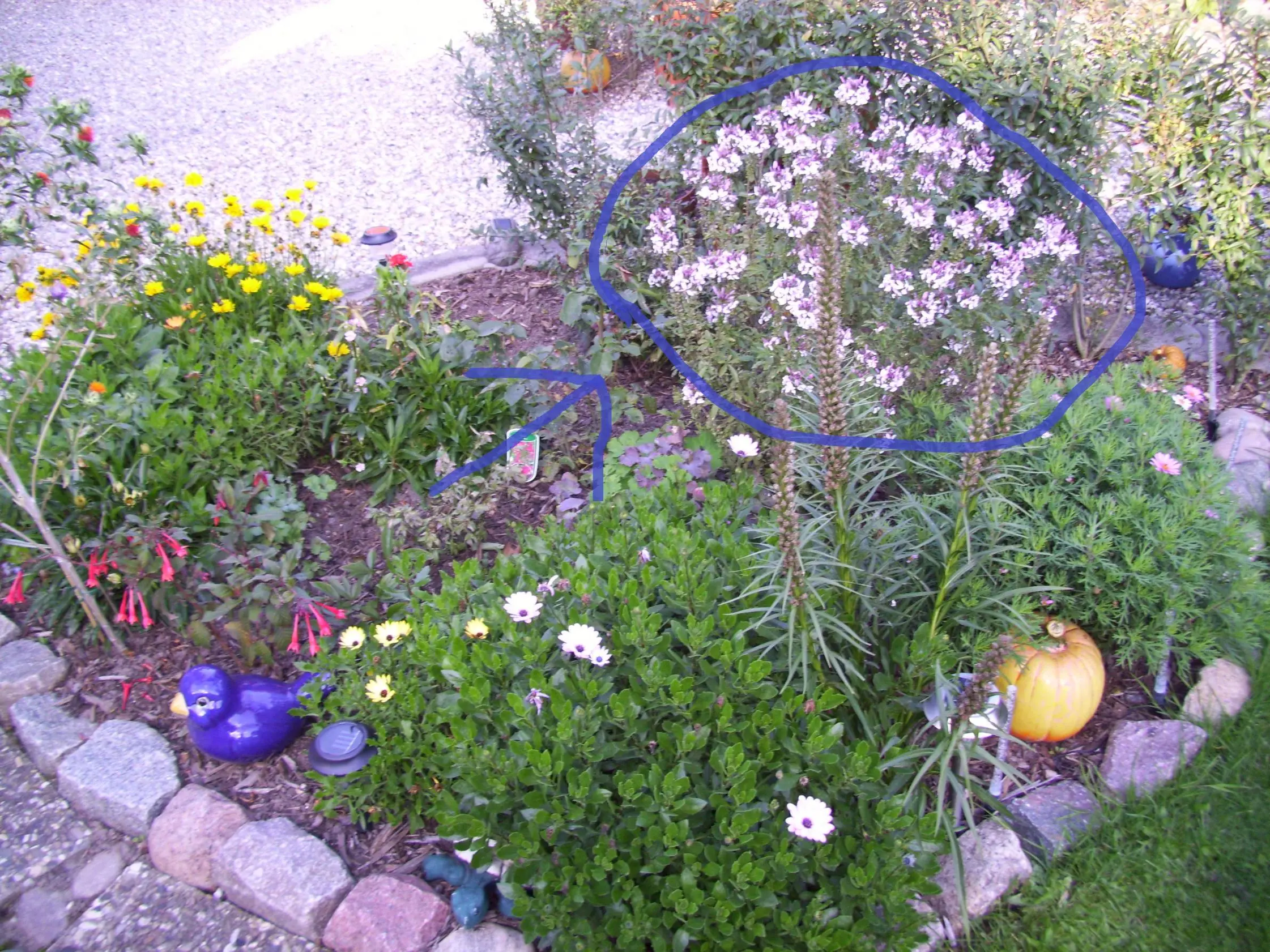 Gelöst Wie heißt diese Staude?