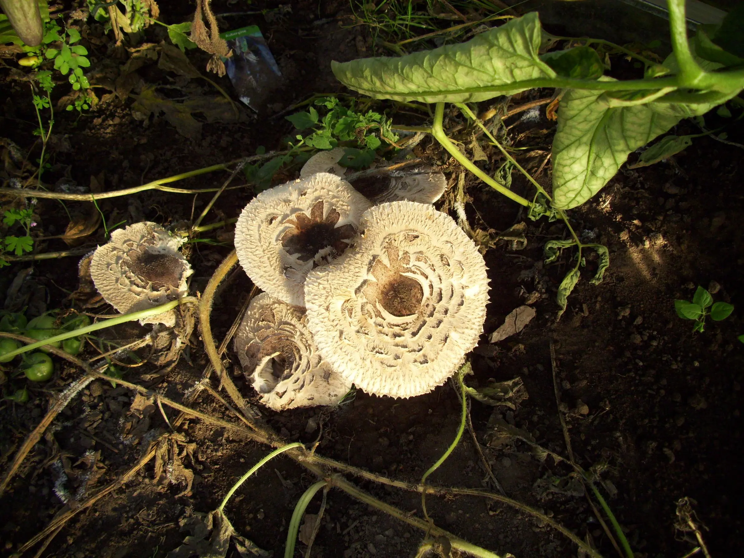 Pilze im Gewächshaus