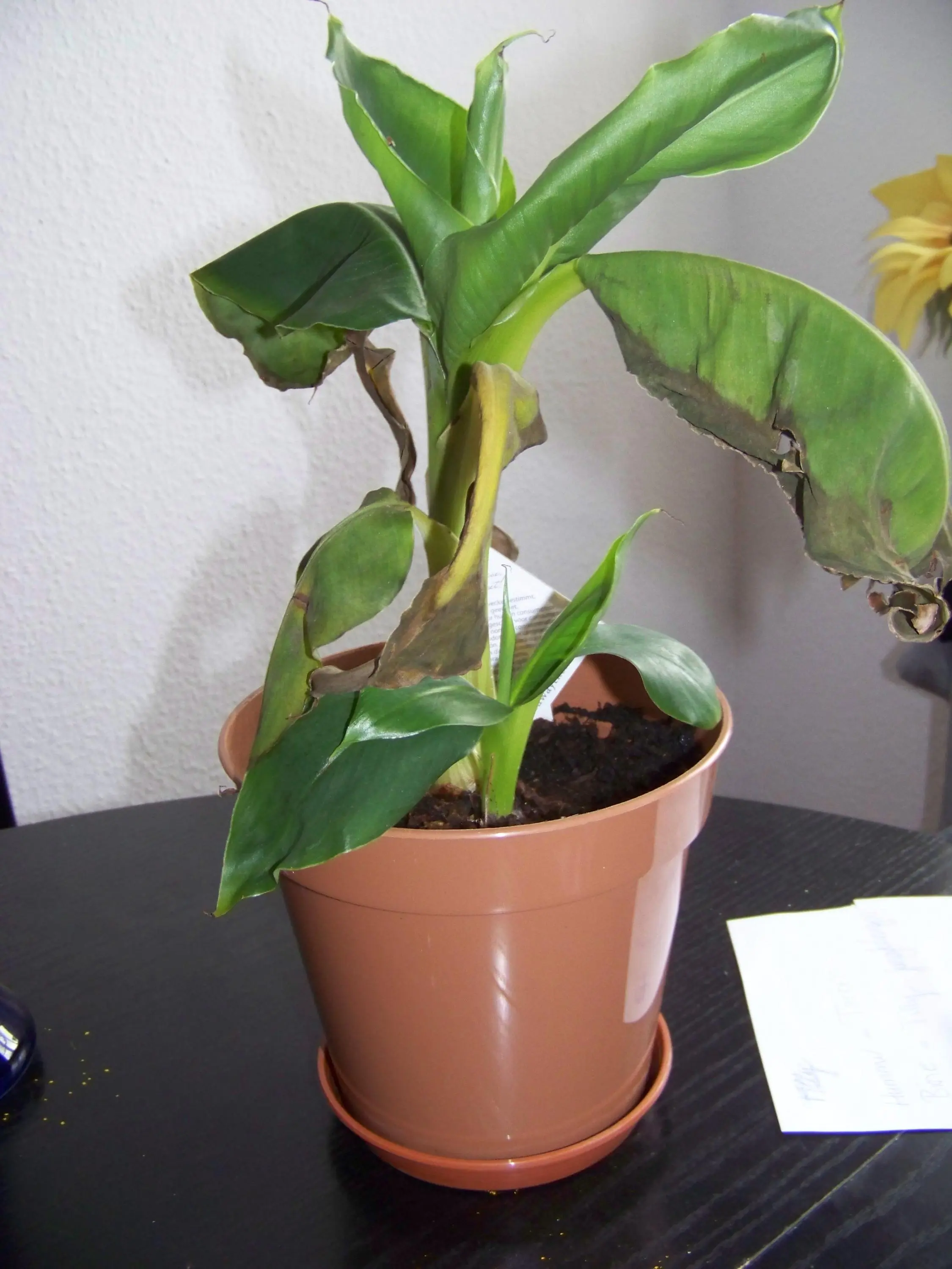 33+ Wie Überwintere Ich Meine Bananenpflanze, Ableger ermöglichen