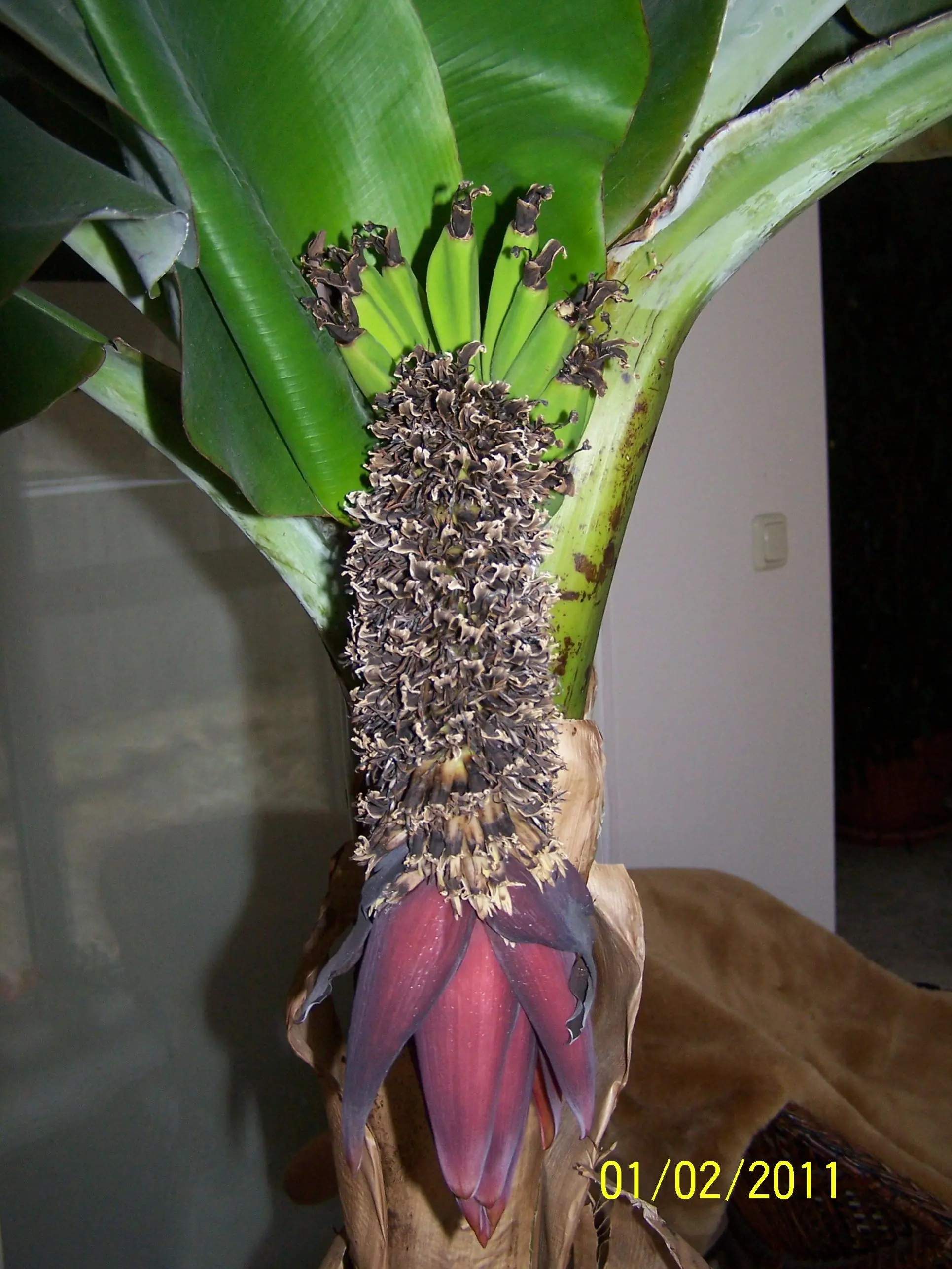 Bananenbaum mit Frchten, was tun??? - Hausgarten.net