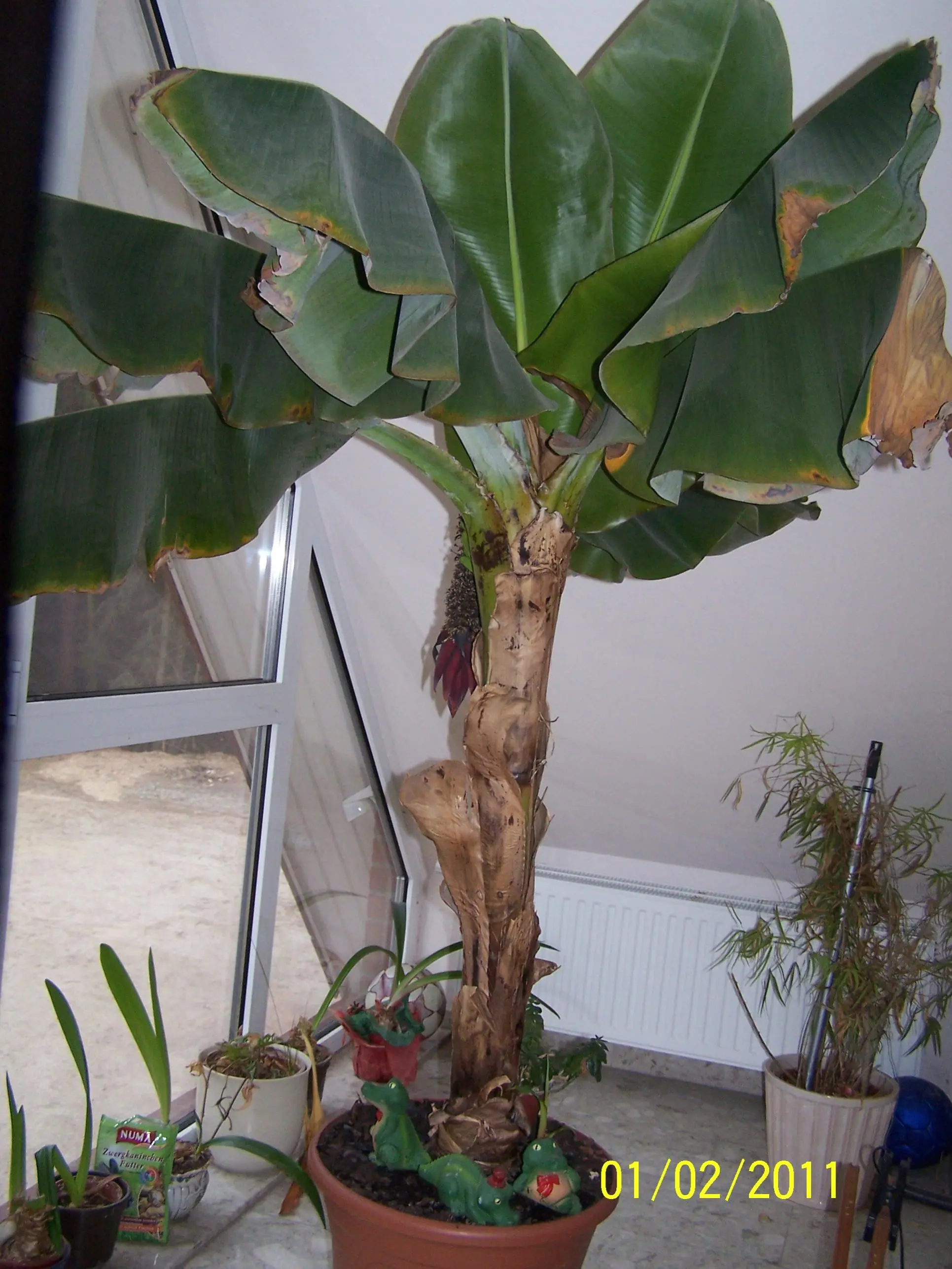 Bananenbaum mit Frchten, was tun??? - Hausgarten.net