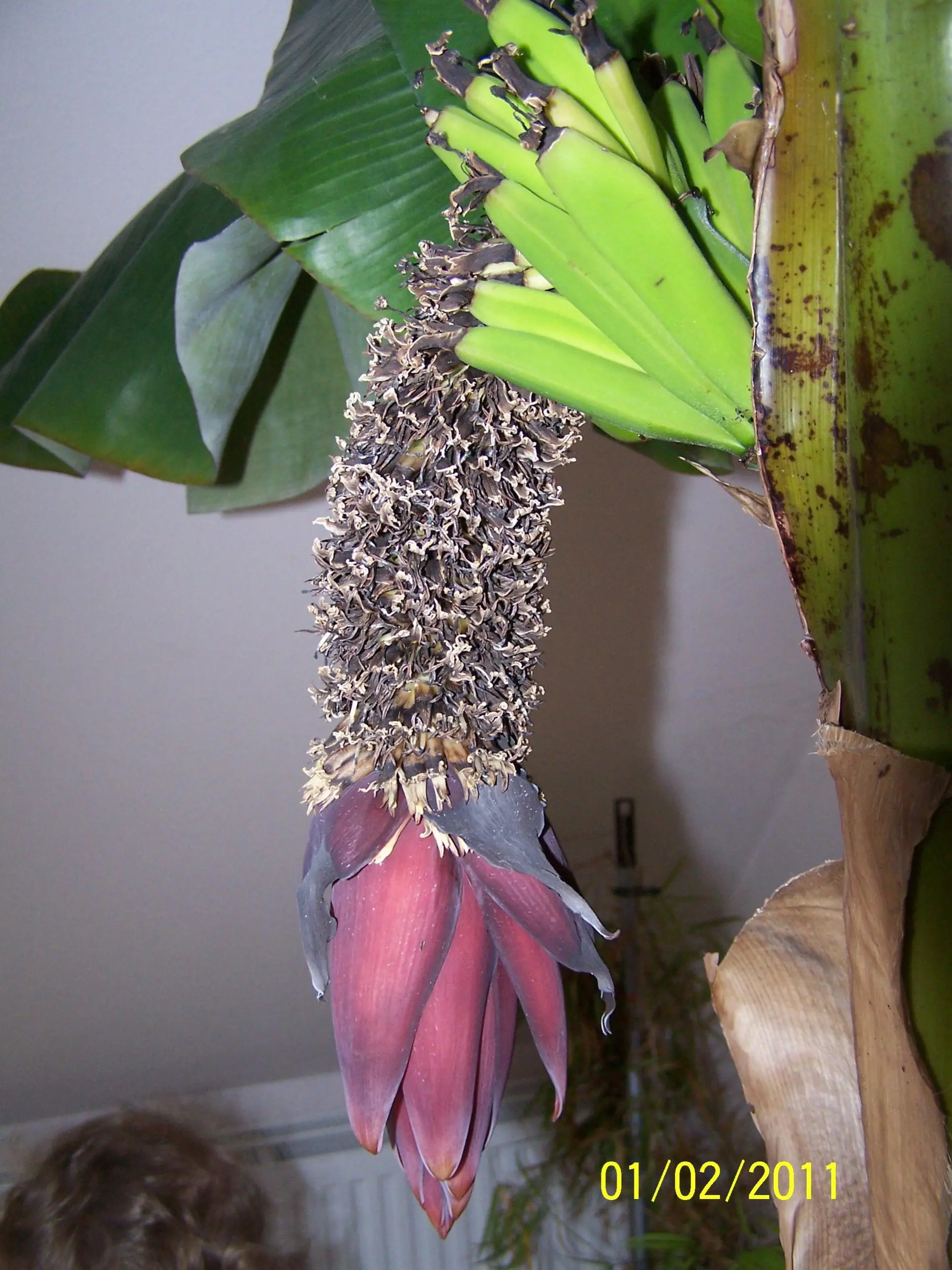 Bananenbaum mit Frchten, was tun??? - Hausgarten.net