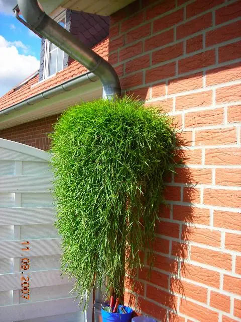 hängebambus green twist