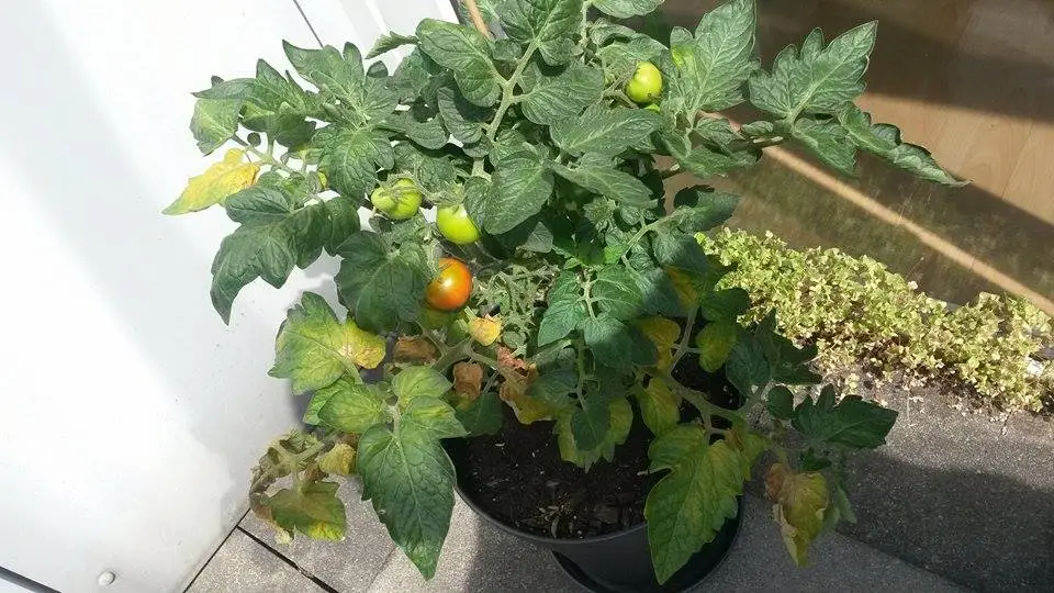 Blätter der Tomate plötzlich gelb