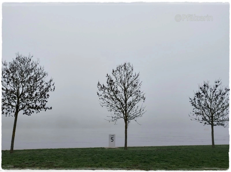 12 am nebeligen Rhein 6.webp