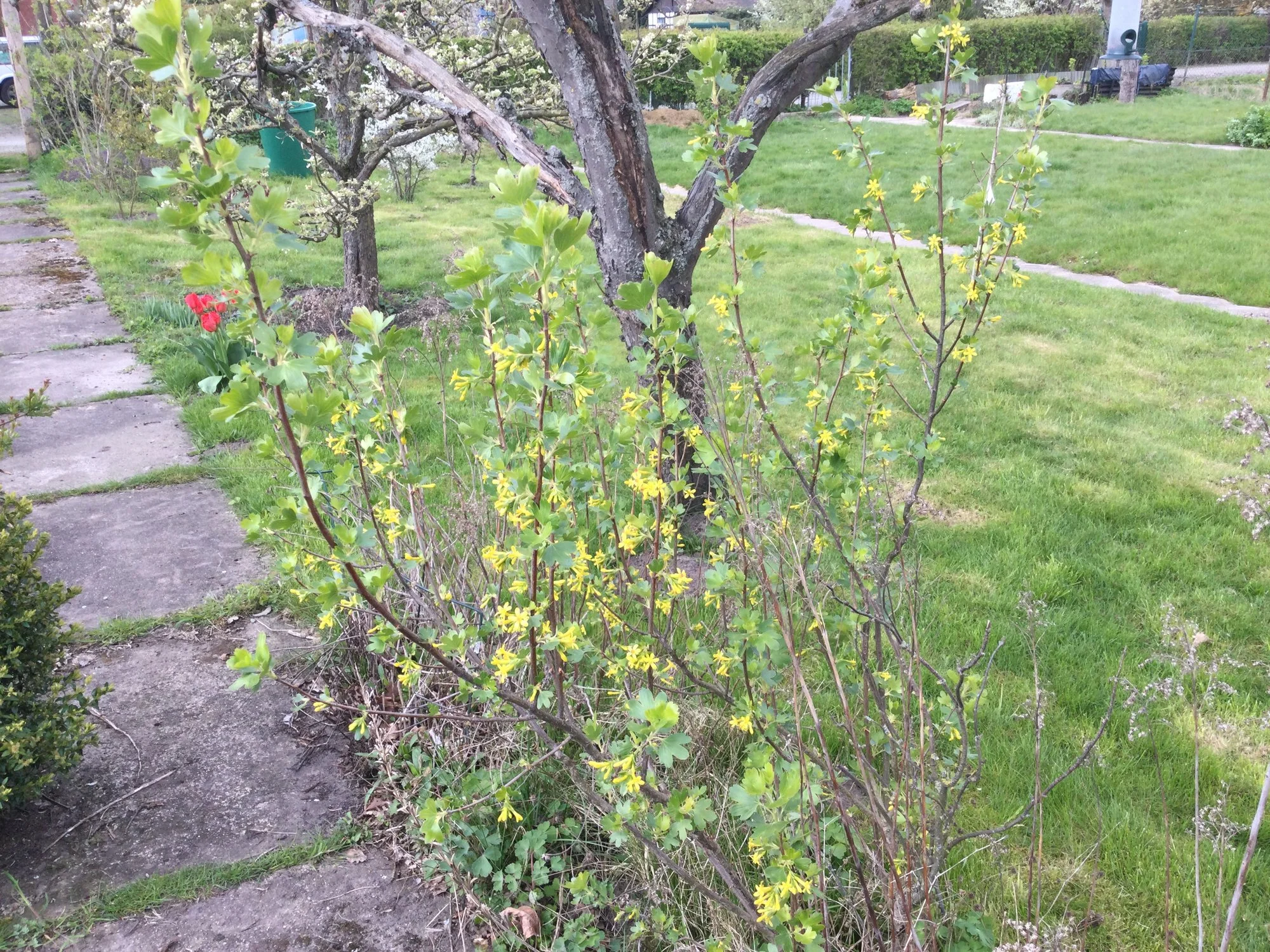 Strauch oder Gehölz , gelbe Blüten