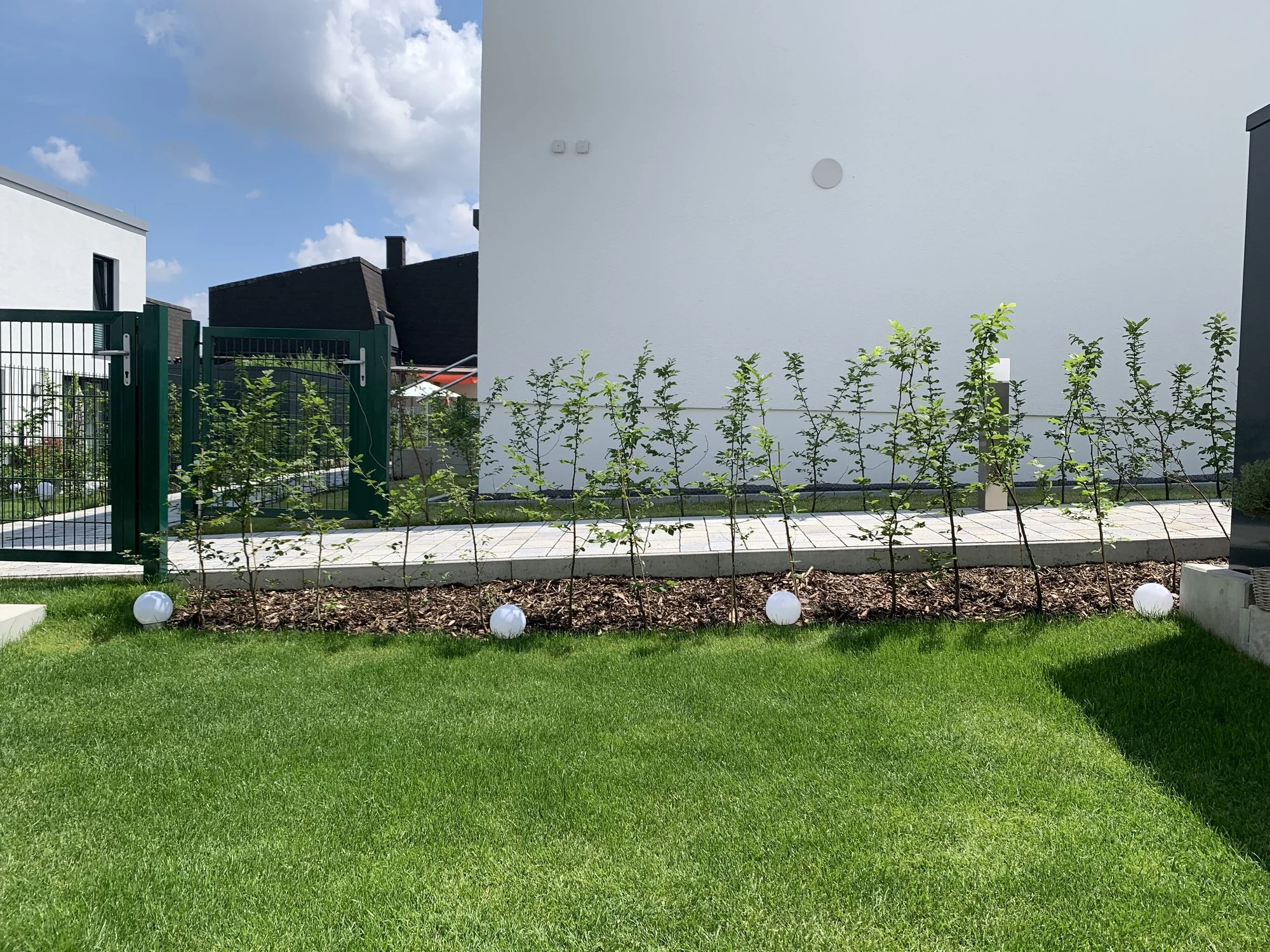 Hainbuchenhecke ab wann beschneiden?