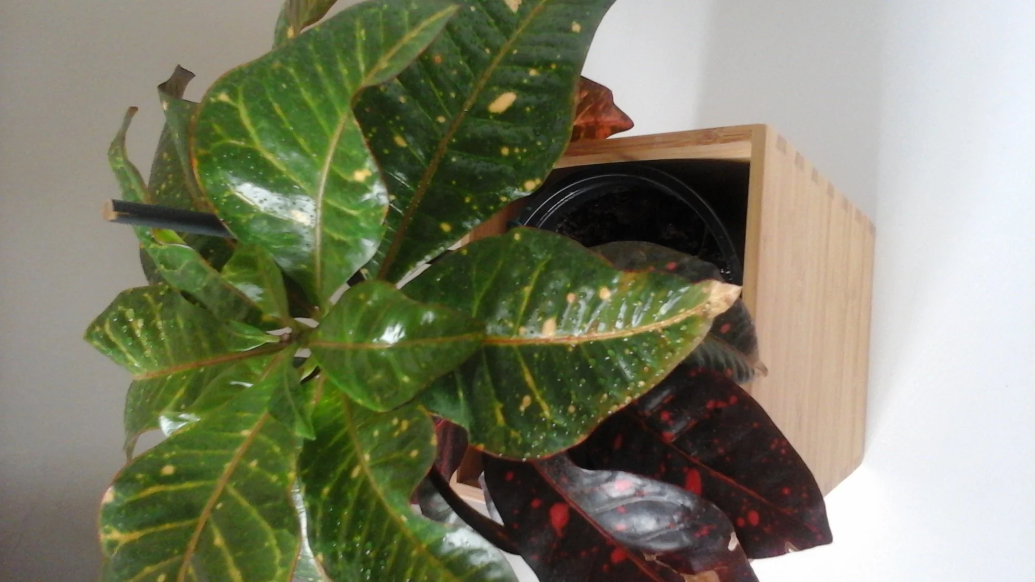 braune blattspitzen croton