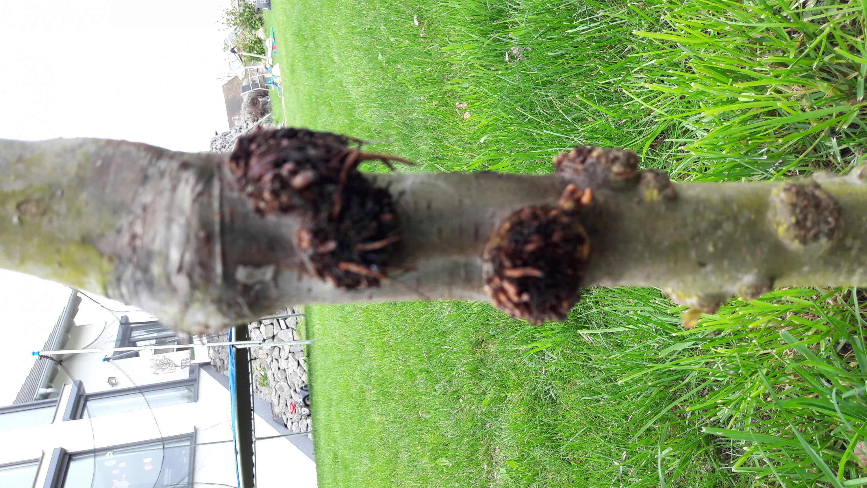 Wurzeln aus Stamm von Apfelbaum was muss ich tun?
