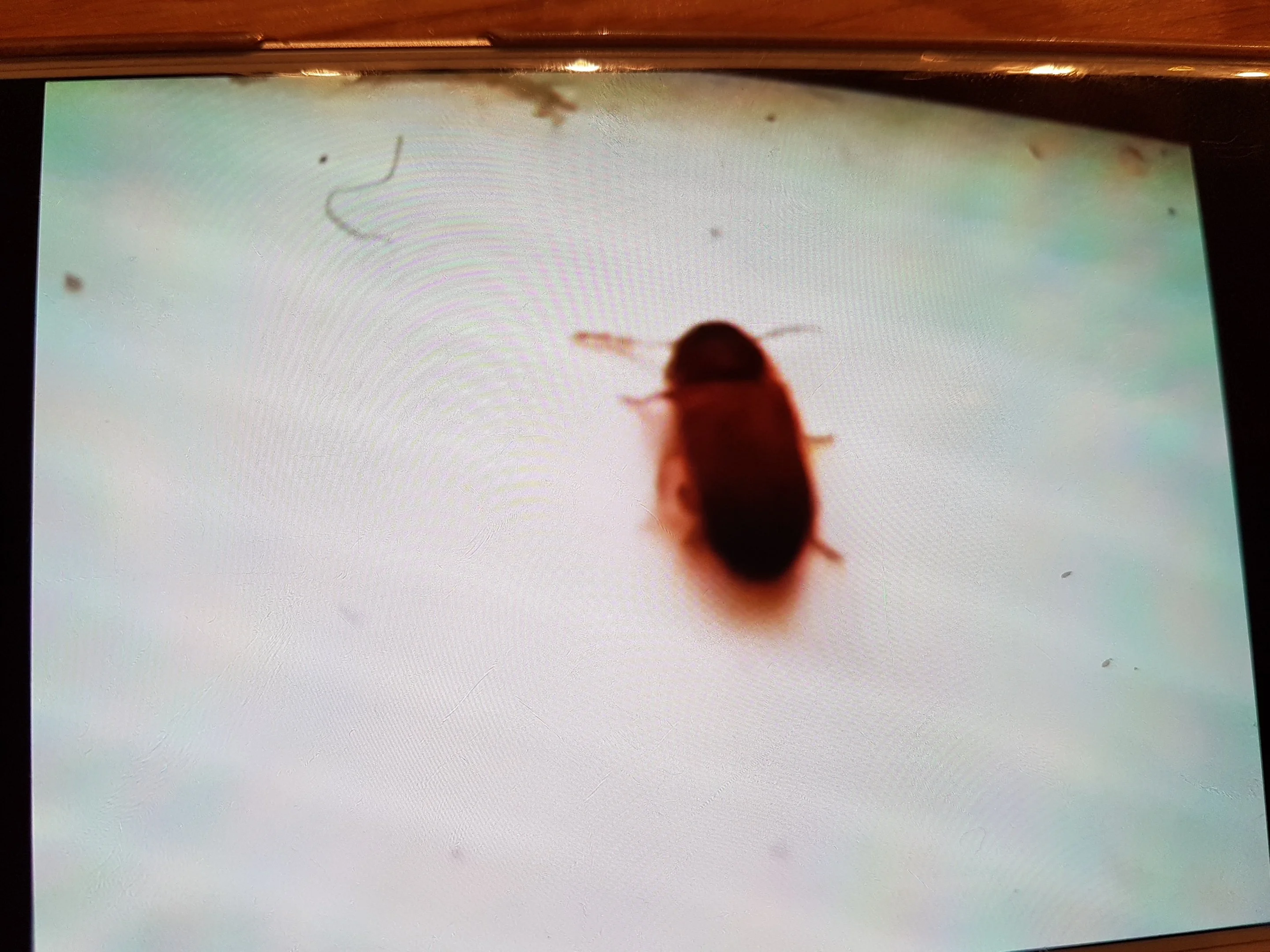 Komische käfer im Wohnzimmer