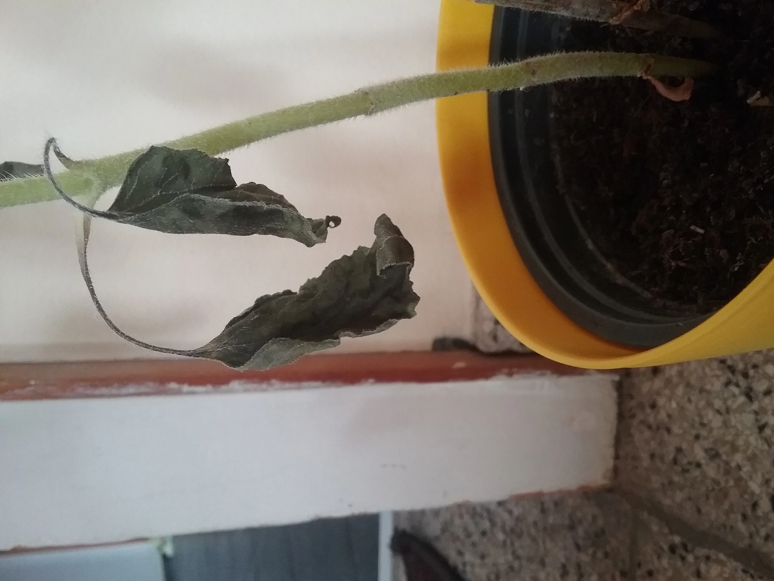 Vermutete Sonnenblume hat Blätter