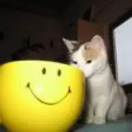 1538219109859.webp