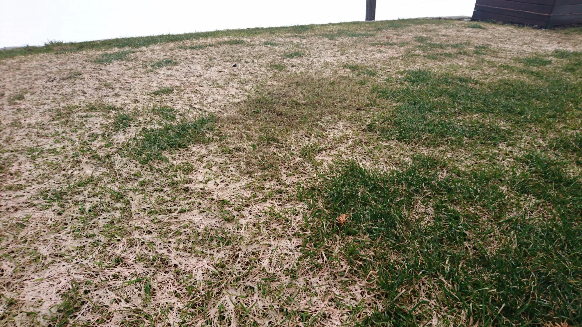 Kaputter Rasen nach Winter